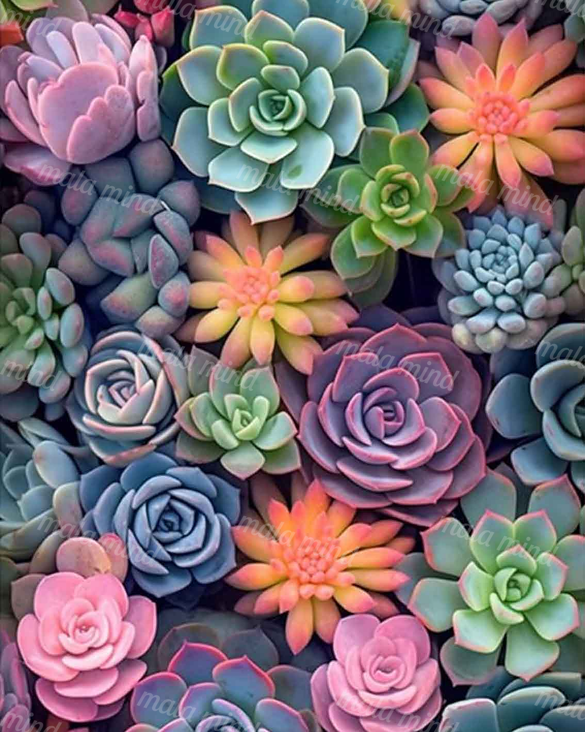 Colorful close-up arrangement of pink, purple, blue-green, and orange succulent rosettes — 02_master_artwork