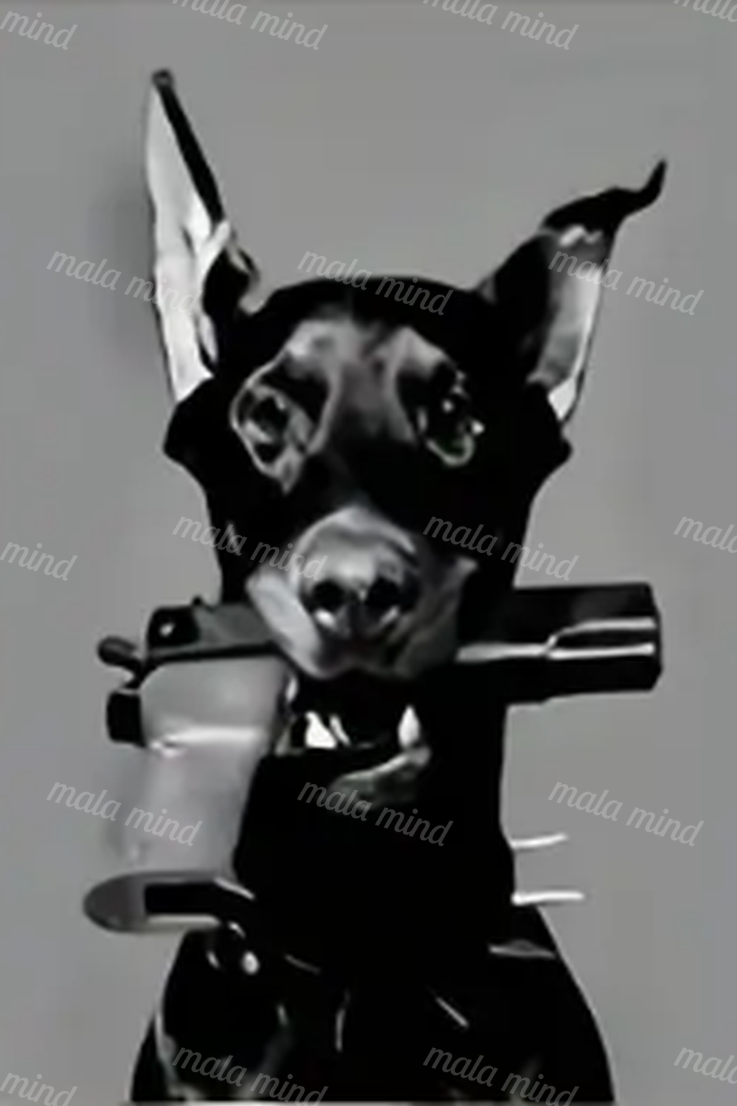 High-contrast black-and-white portrait of a dark-coated dog with upright ears and bars behind it — 02_master_artwork