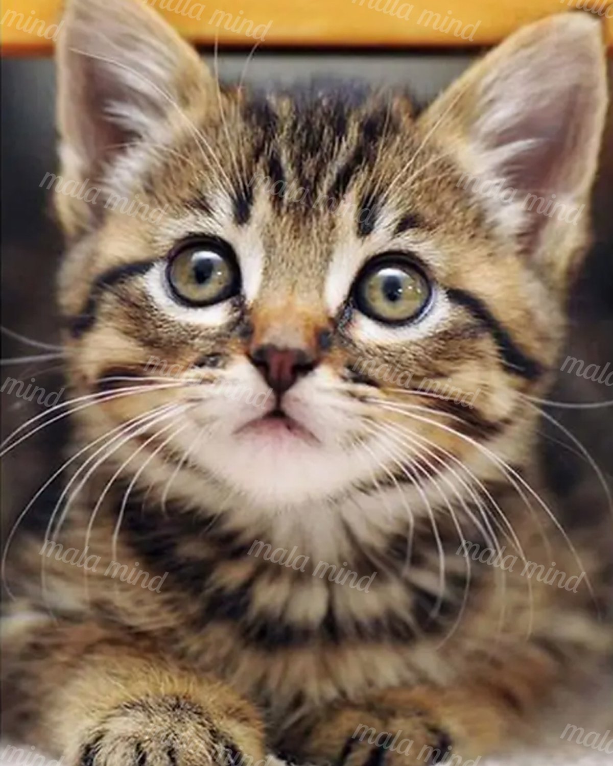 Close-up tabby kitten with greenish eyes, striped fur, white muzzle, whiskers, and front paws. — 02_master_artwork