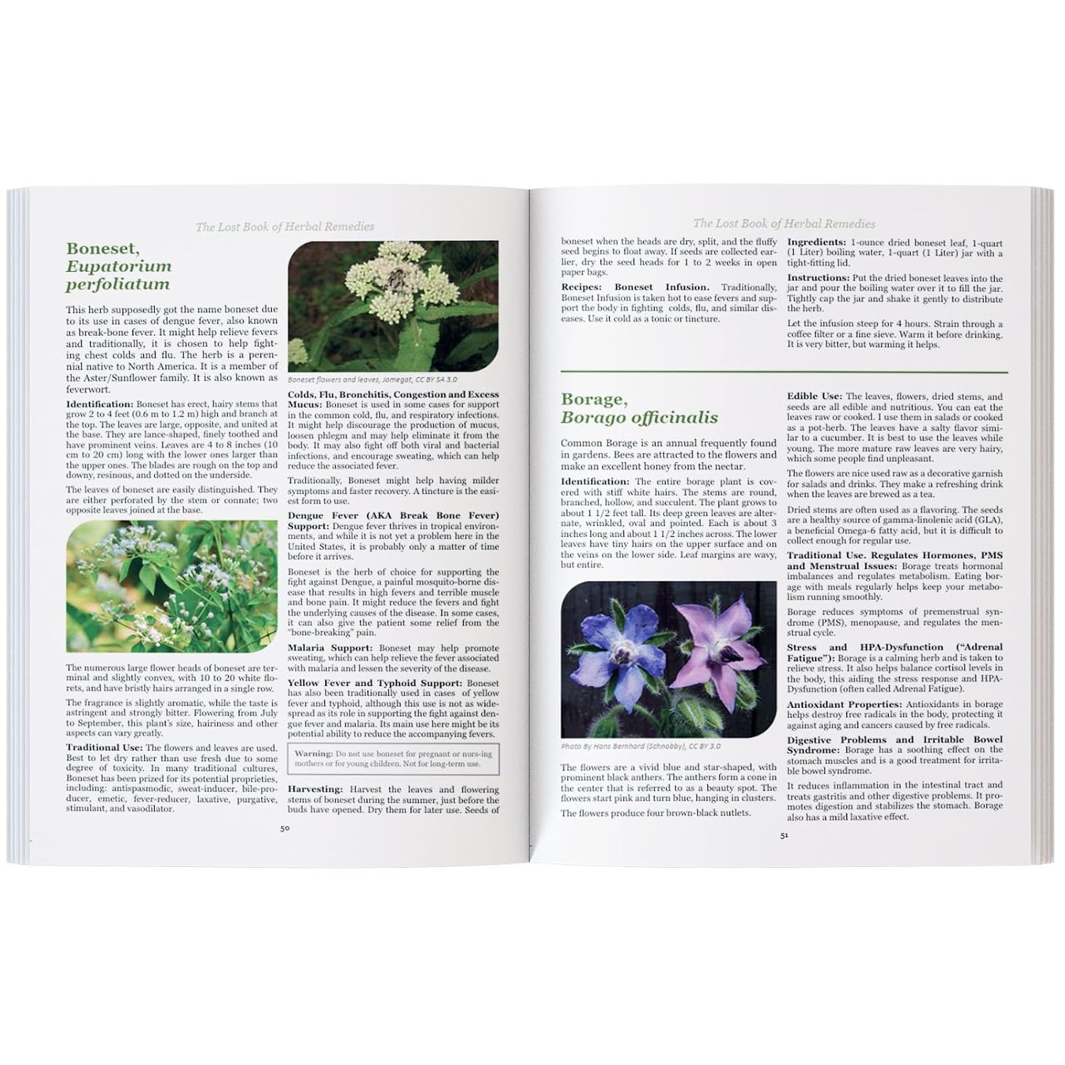 The Lost Book of Herbal Remedies: The Healing Power of Plant Medicine